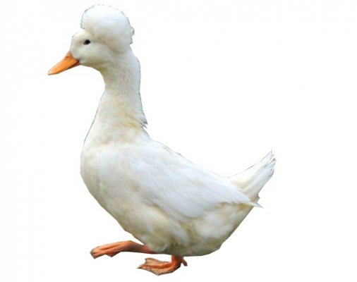 Crested White Duck Farming