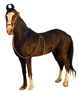 kathiawari-horse.jpg