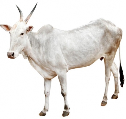 hallikar-female-cow-breed.jpg