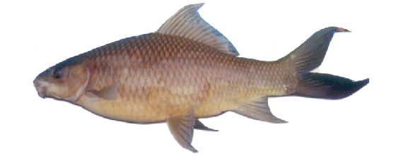 Calbasu Fish Rearing