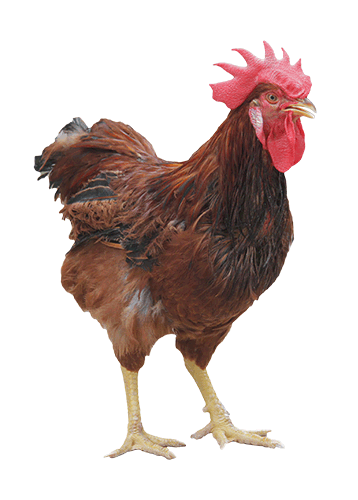 Rhode Island Red