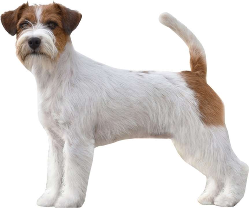 jack-russell-terrier-d.jpg
