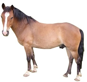 bhutia-horse.jpg