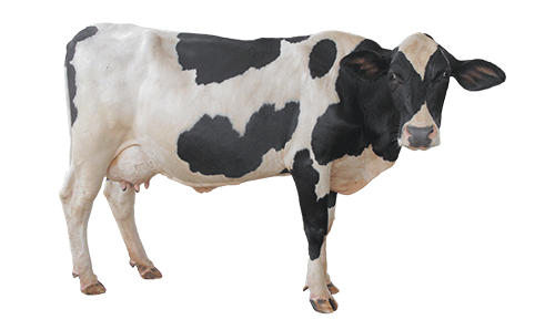 HF-cow-female-breed.png