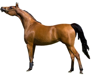 arabian-horse.jpg