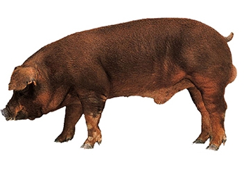 duroac-male-pig.jpg