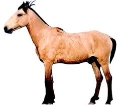 manipuri  horse.jpg