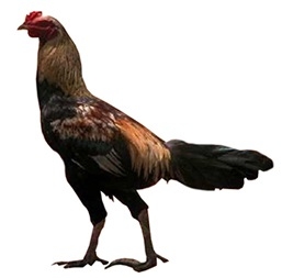 ghagus-chicken.jpg