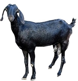 indian goat png