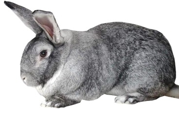 soviet chinchilla