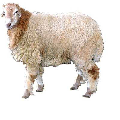Malpura Sheep