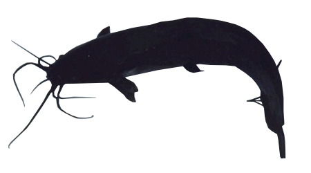 Magur Catfish Breed Care Tips