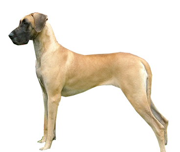 great-dane-(male).png