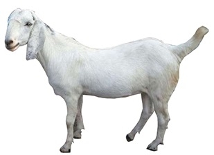 Sojat-female-Goat..jpg