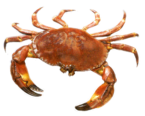 Crab  Fish Species Information