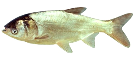 Silver Carp Fish Breed Care