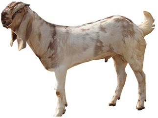 Jamunapari-male-Goat.jpg
