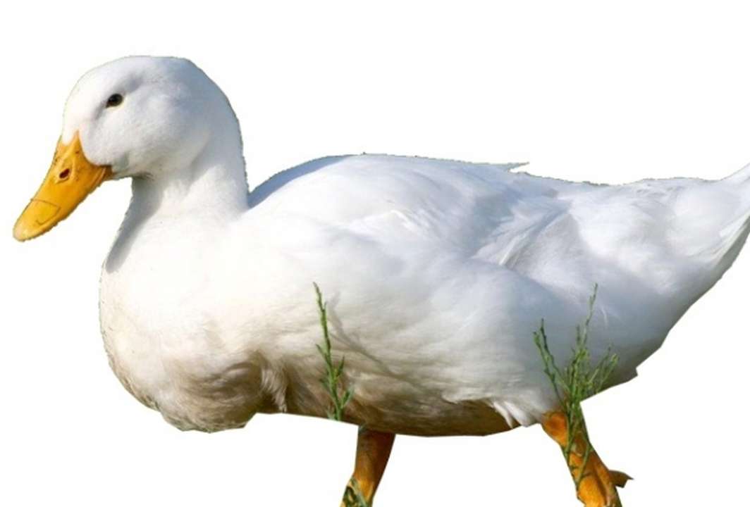 White Pekin Duck Food