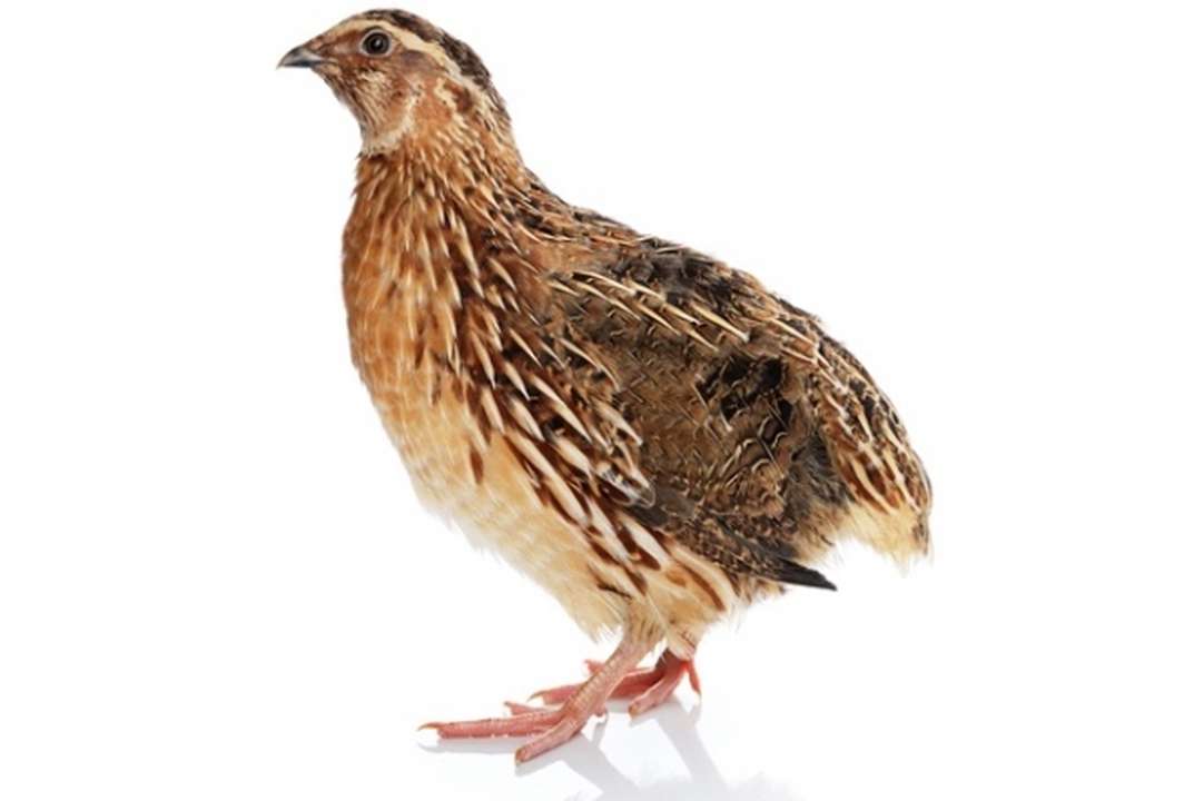 Pharaoh Quail Breed