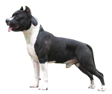 pit-bull-(male).png