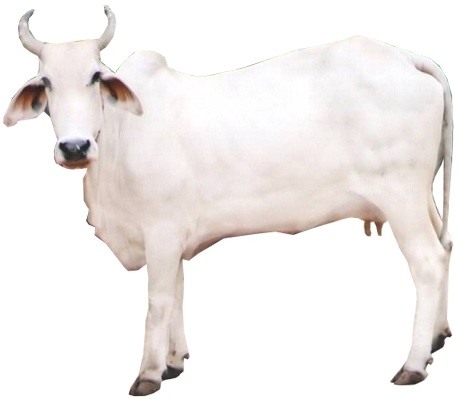 gangatiri-feale-cow-images.jpg