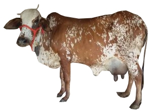 rathi-cow.jpg
