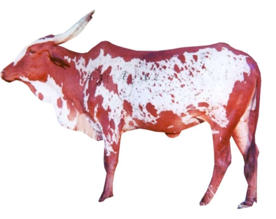 Baragur Cow | Animal Husbandry Tips | Apni Kheti