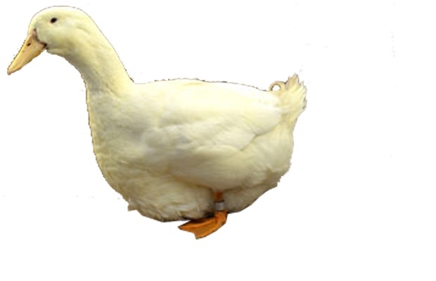 Aylesbury Duck Breed