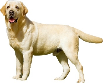 labrador.jpg