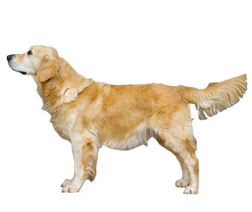 golden-retriever-(male).png