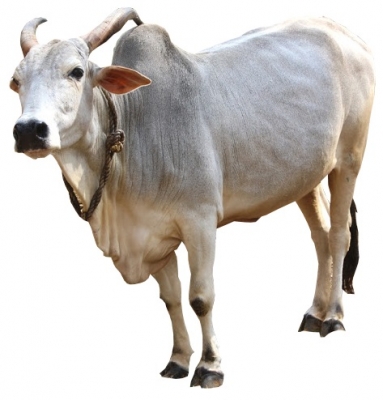 Krishna-Valley-Cattle.jpg