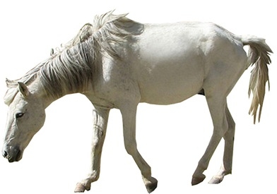 zanskari-horse.jpg