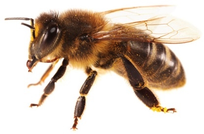 indian-hive-bee.jpg