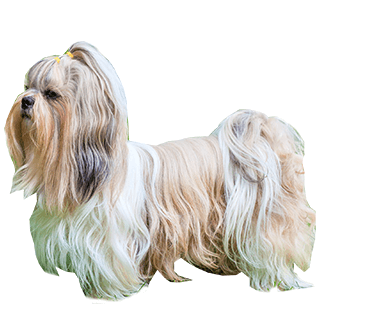 shih-tzu-dog.png