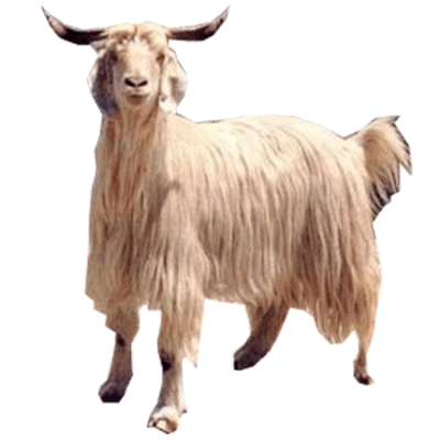 Gaddi Sheep Breed India