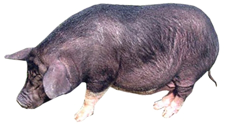 Ghungroo Pig
