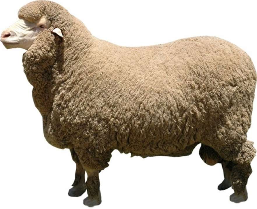 Merino | Sheep Farming Information