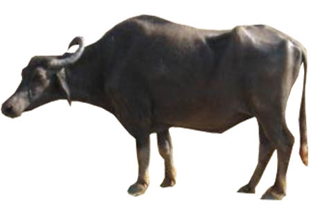 Kalahandi Buffalo Punjab