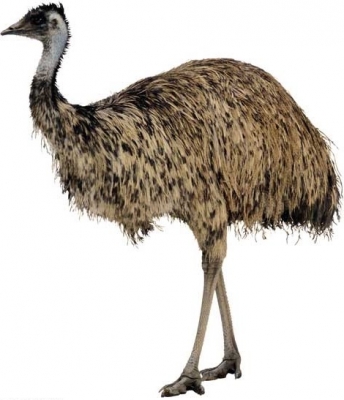 emu.jpg