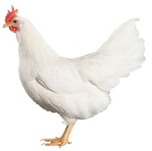 leghorn-chicken.jpg