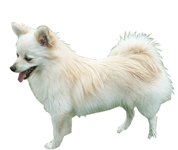 pomeranian-(male).png