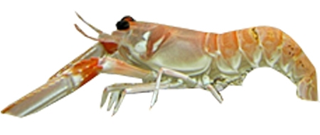 Scampi Crustaceans Fish Breed