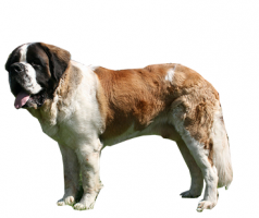 saint-bernard-(male).png