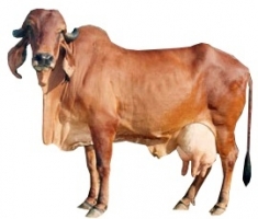 gir-female-cow-breed.jpg