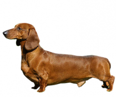 dachshund-(male).png