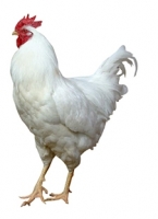 cornish-rock-chicken.jpg