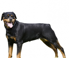 rottweiler-(female).png