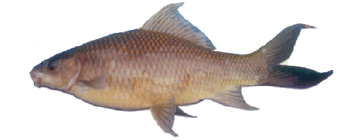 Calbasu Fish Rearing