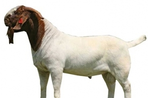 boer-male-goat.jpg
