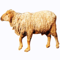 Nali Sheep